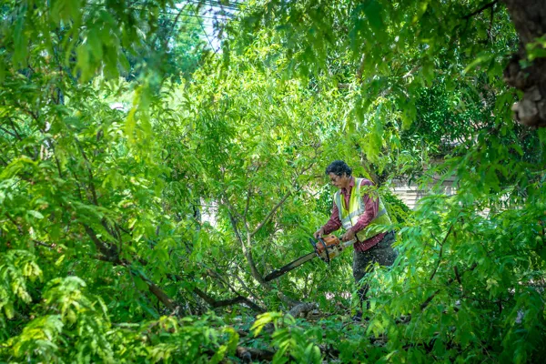 Long-Term Advantages Of Investing In Regular Tree Trimming in Flowery Branch, GA Long-Term Advantages Of Investing In Regular Tree Trimming in Flowery Branch, GA